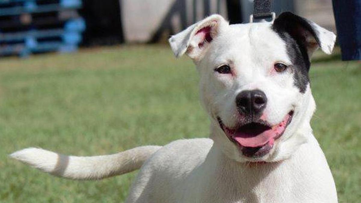 Angus, a Corgi/Terrier available for adoption at Animal Ark as of Saturday, November 25.