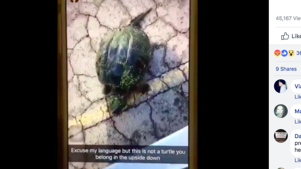 The snapping turtle before it was killed.