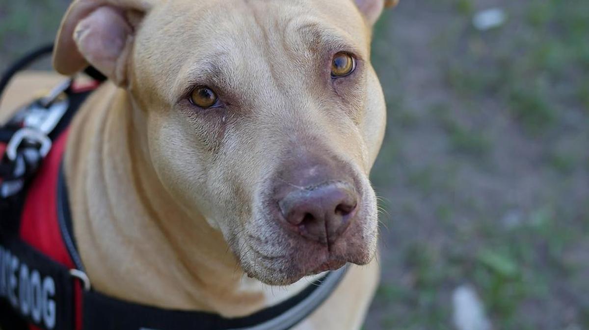 The Georgia legislature is considering whether to penalize people who use fake service animals.