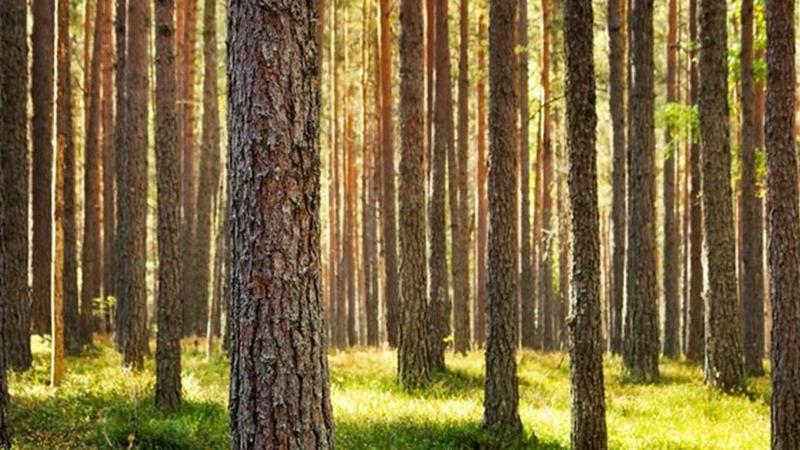 Georgia’s working forestry industry benefits “both Georgias”
