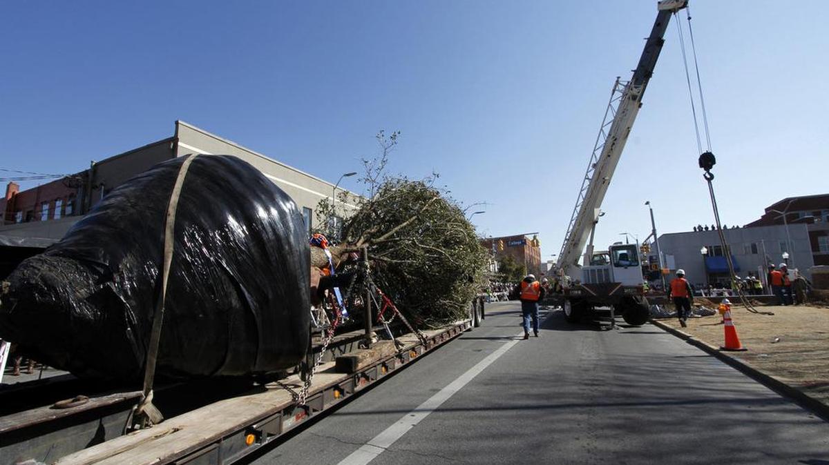 Hundreds of Auburn Tiger fans gathered at Toomer's Corner Saturday to watch as two live oak trees, both about 18 years old and one of them about 23,000 pounds, were planted where the old beloved trees stood before they were poisoned in 2011 by Alabama fan Harvey Upkyke, Jr.